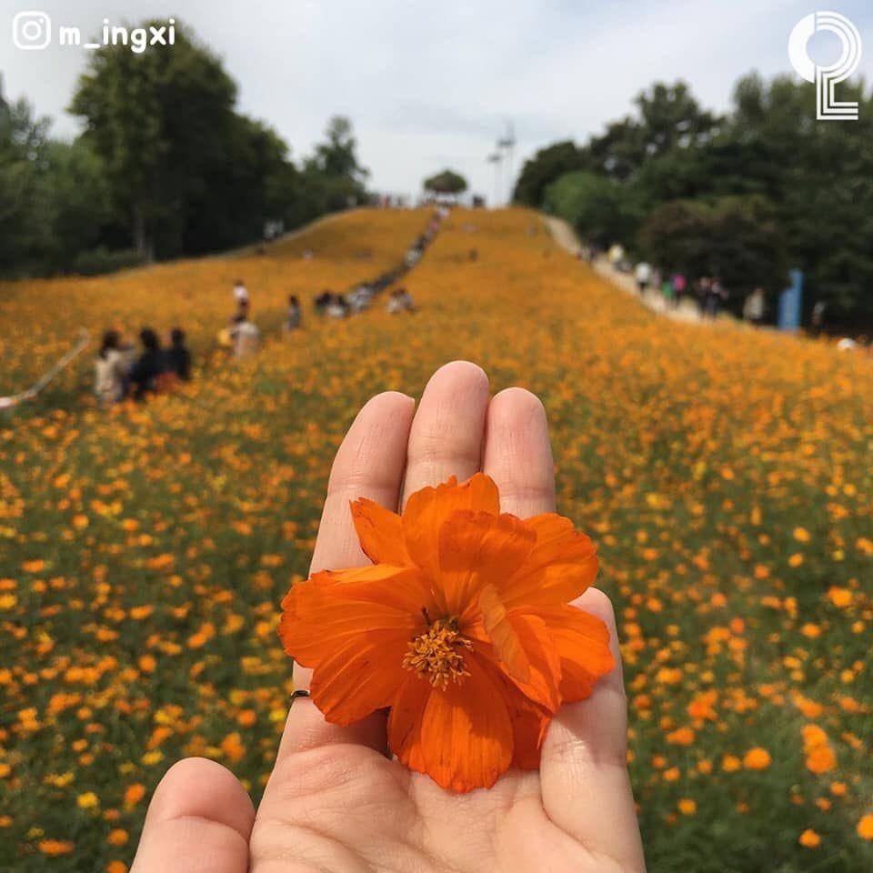 奥林匹克公园秋季黄波斯菊花海