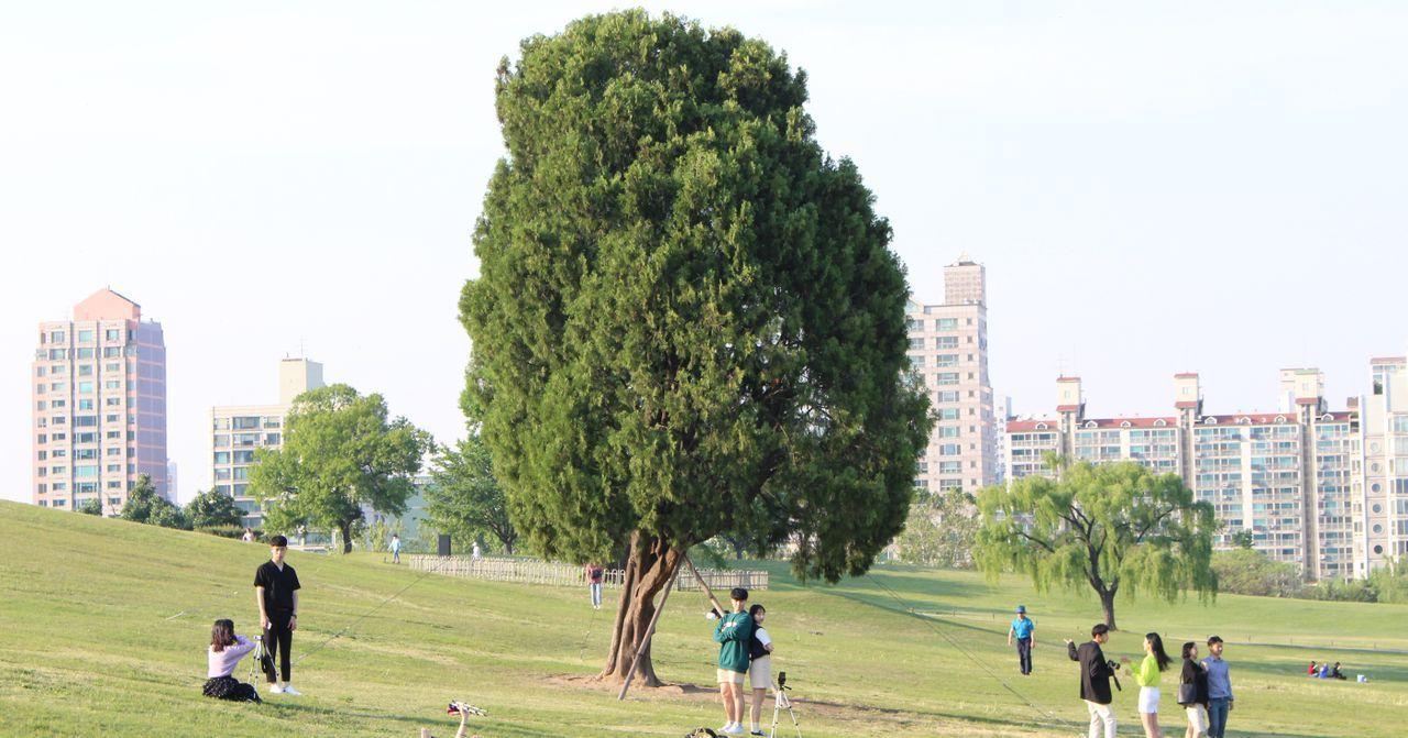 秋季韩国孤独之树探险