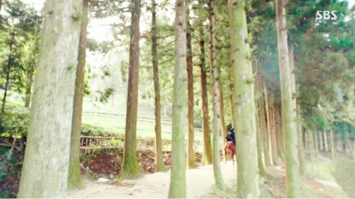 Beautiful forest pathway in Daehan Dawon Tea Plantation, filming location of the drama 'The Legend of the Blue Sea'.