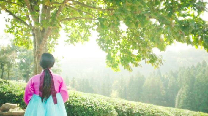 Serene view of Daehan Dawon Tea Plantation with rows of green tea leaves and a visitor wearing traditional Hanbok.