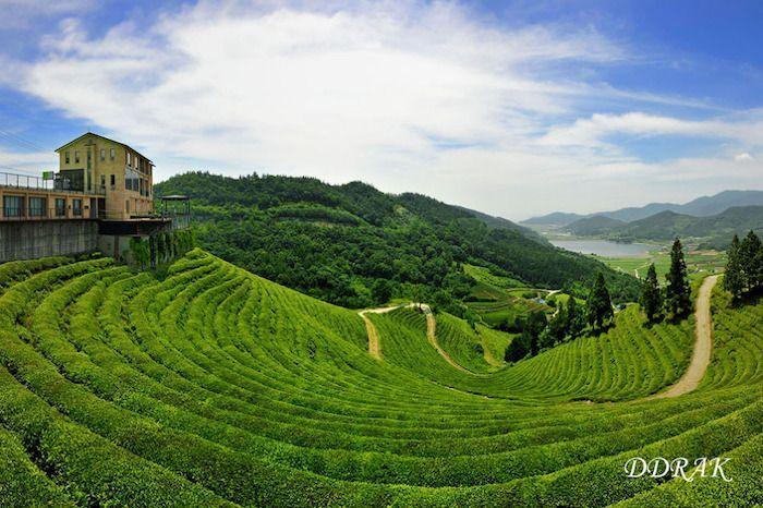 Breathtaking view of the Daehan Dawon Tea Plantation with its rolling hills and scenic beauty.