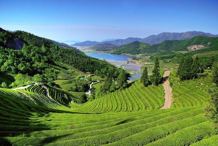 Picturesque landscape of Boseong Green Tea Field, highlighting the lush greenery and curving paths.