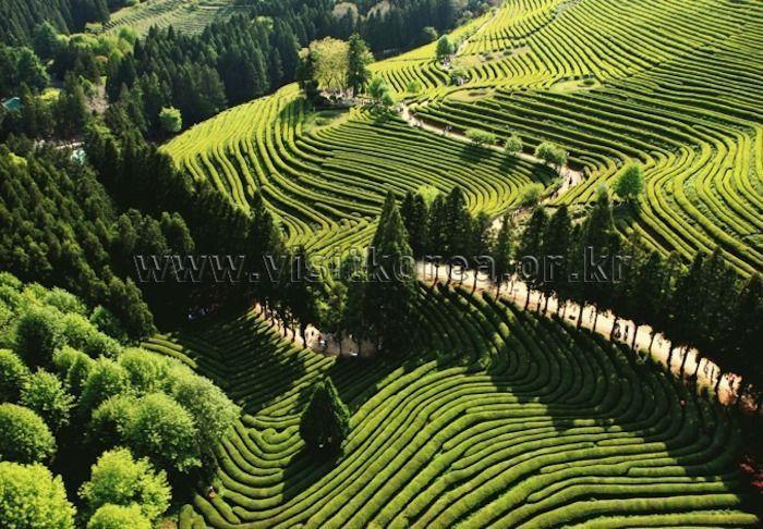 Aerial perspective of Boseong's famous Daehan Dawon Tea Fields, showcasing perfectly aligned tea rows.