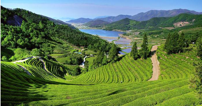 前往寶城大韓茶園的路線