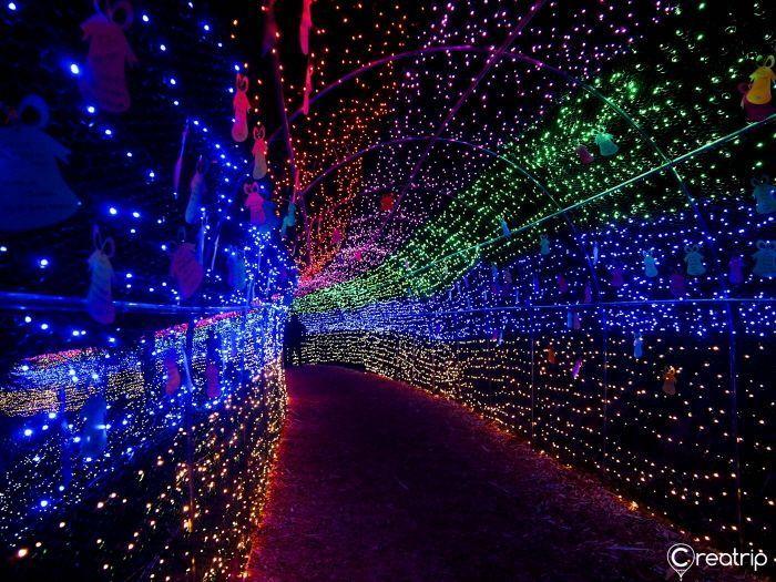 Colorful tunnel of lights at the Boseong Tea Garden Festival, creating a magical pathway for visitors.