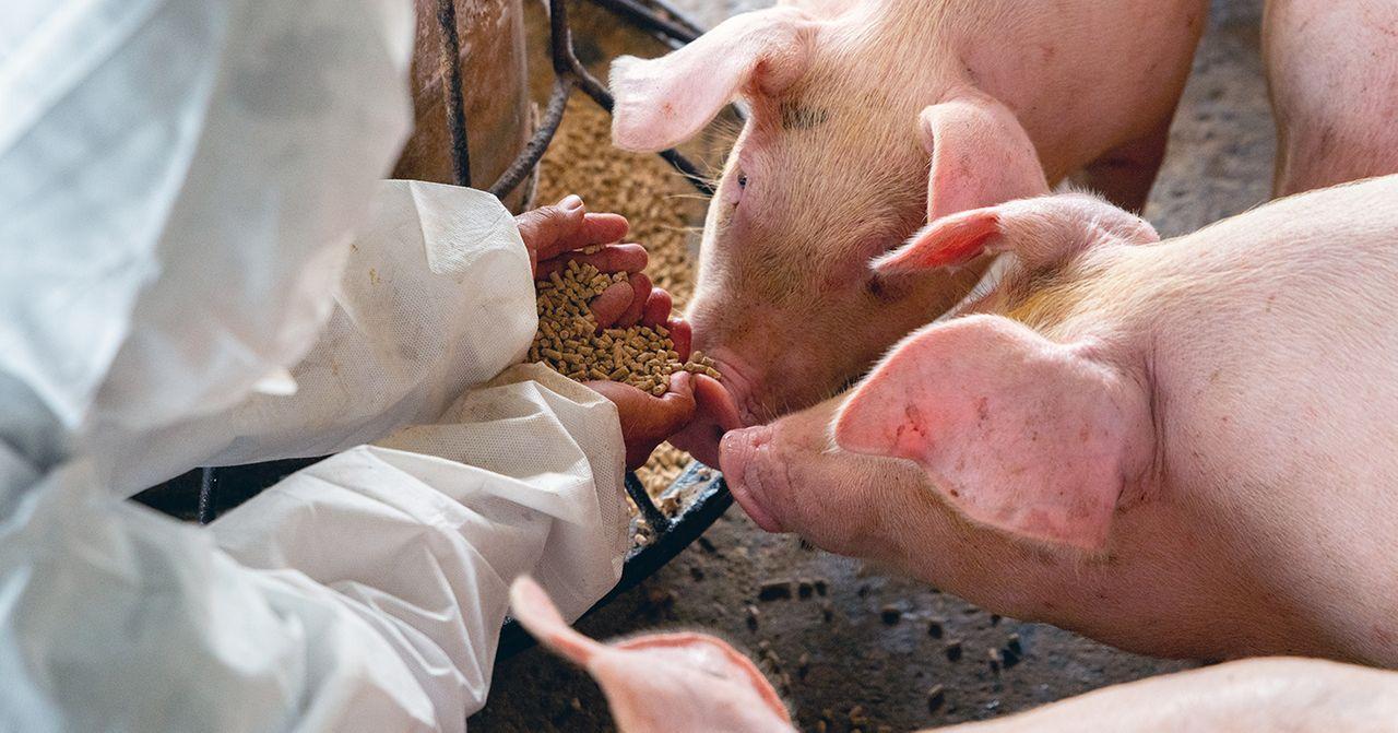 ไข้หวัดหมูแอฟริกันระบาดถึงบริเวณแม่น้ำฮัน! พบหมูติดโรคที่อินชอน,​ กิมโป - ราคาหมูเพิ่มสูงขึ้น 10% ในหนึ่งสัปดาห์