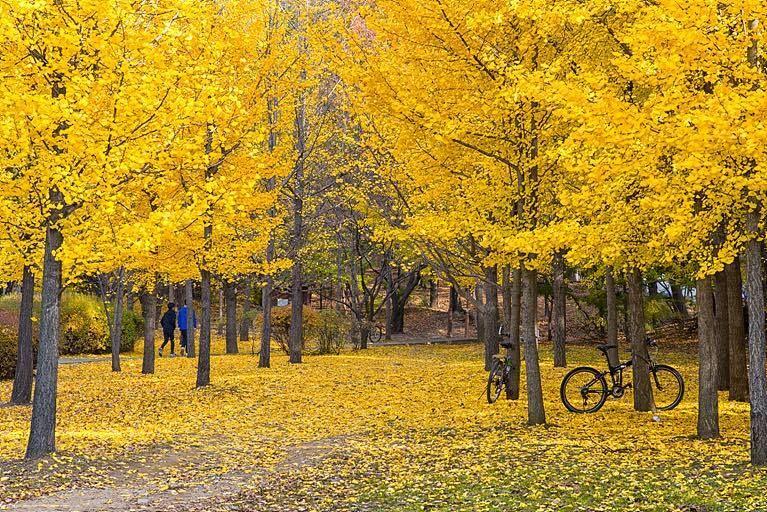 The Best Places in Seoul to Relax