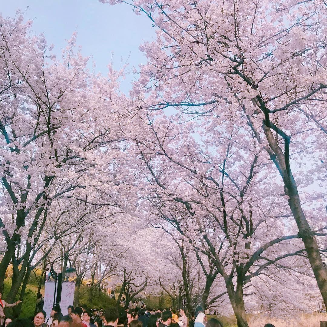 Rami di ciliegi in fiore al Lago Seokchon a Seoul in primavera, persone che passeggiano lungo il sentiero
