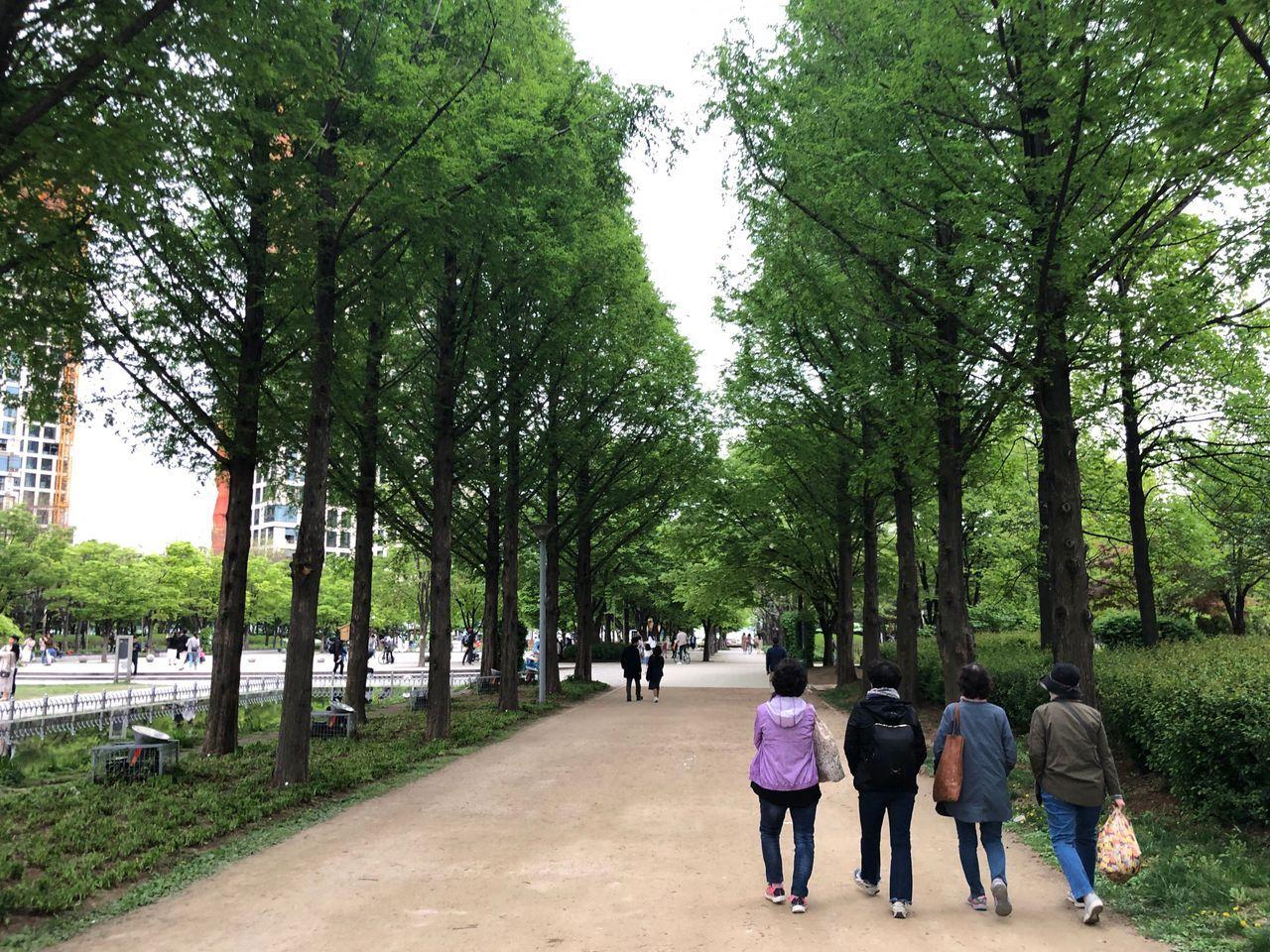 首爾林中的樹木步道，適合散步和放鬆的自然環境。