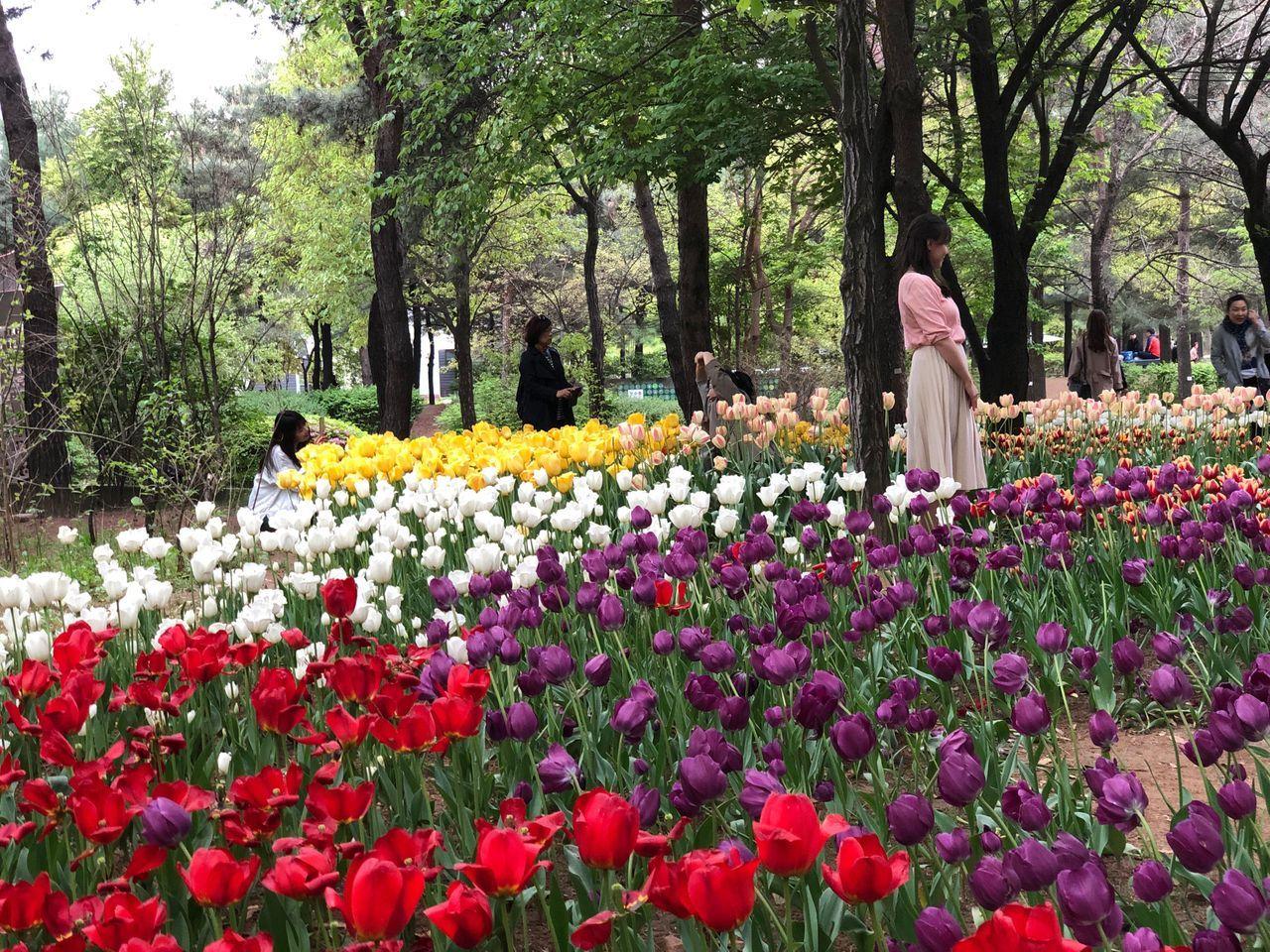 首爾林中盛開的鬱金香花田，五彩繽紛的花朵給人春天的感覺。