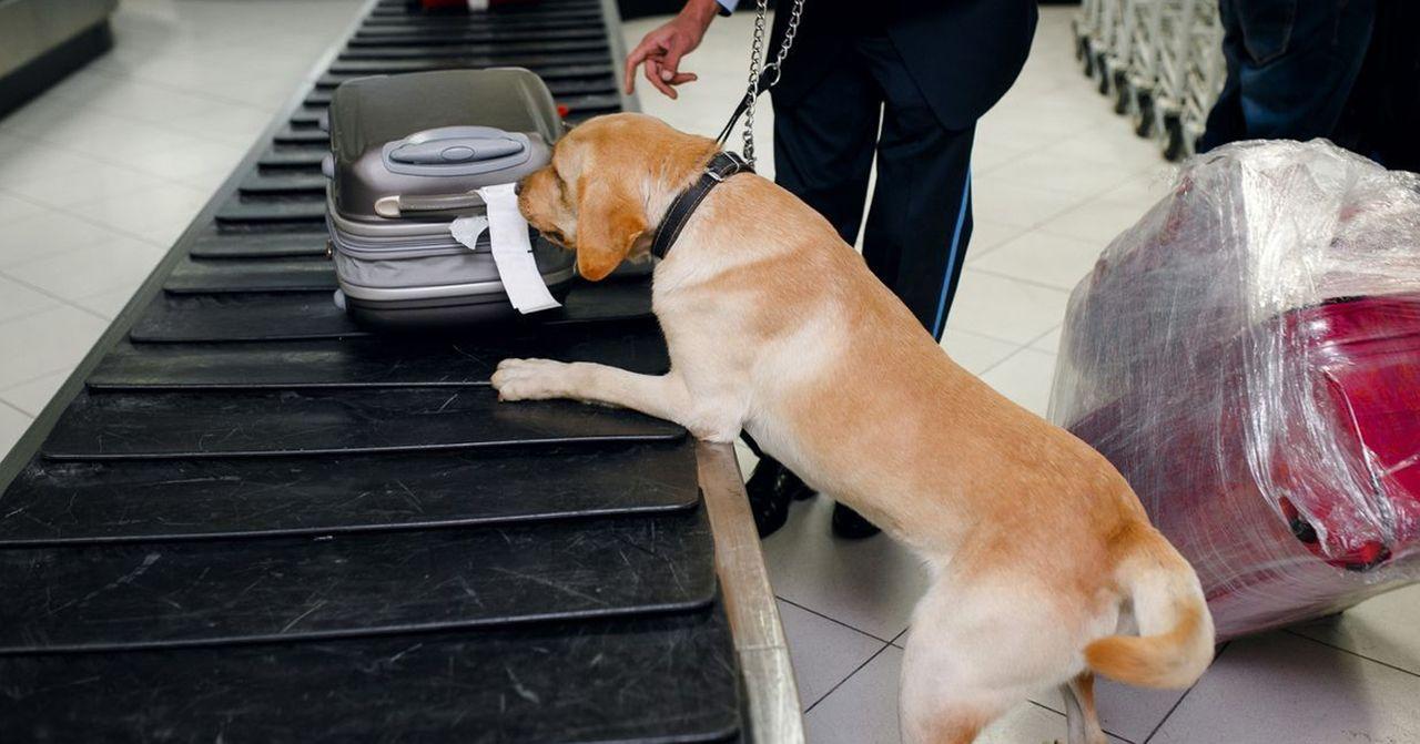 在機場行李轉盤上，一隻檢查行李的嗅探犬，這常見於檢疫和安全檢查站，用於檢查違禁物、毒品等。」