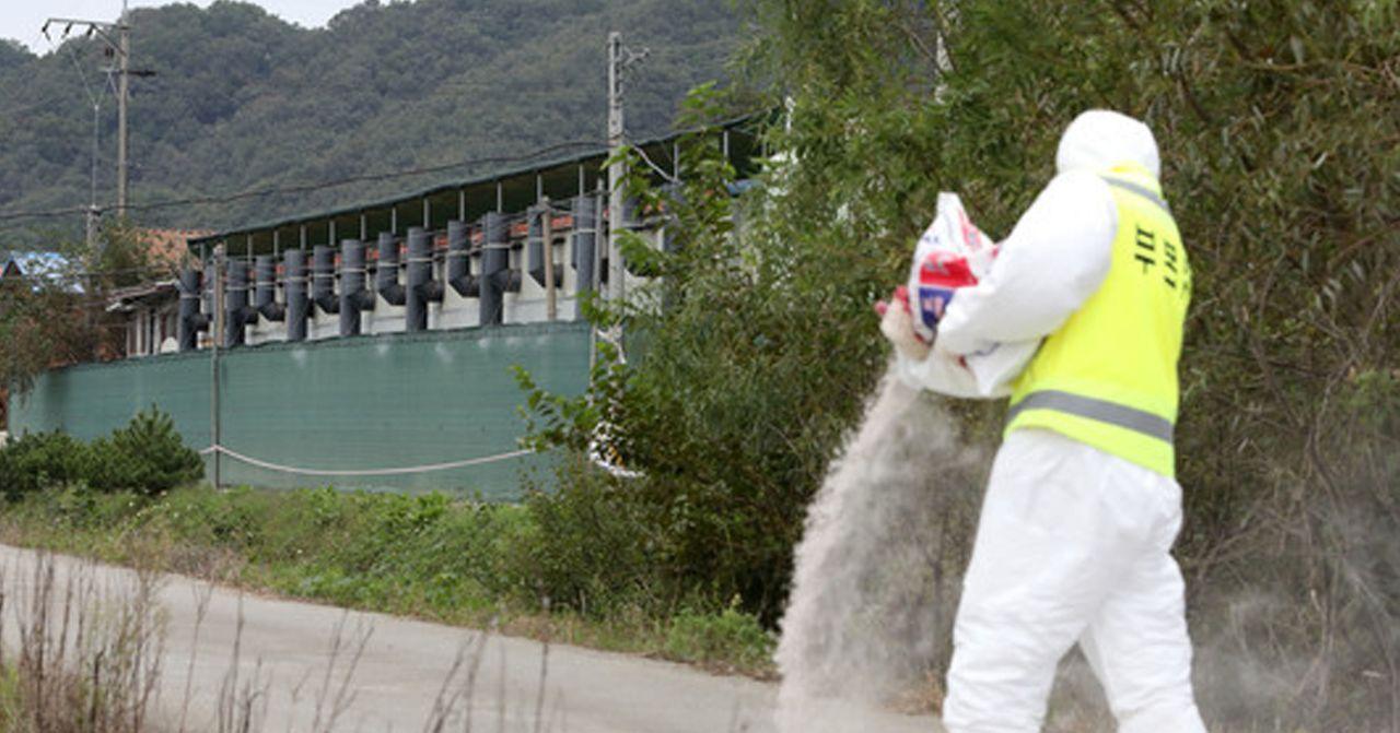 身著白色防護服的工作人員，正在向一條小路上傾倒白色粉末，這在豬瘟疫情爆發時的消毒措施中很常見。」