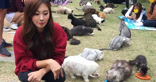 seoul, korea, cat cafe, cat garden, cat lovers garden, full of cats, cat ladies, cat men, cat lovers, travel, trip, things to do