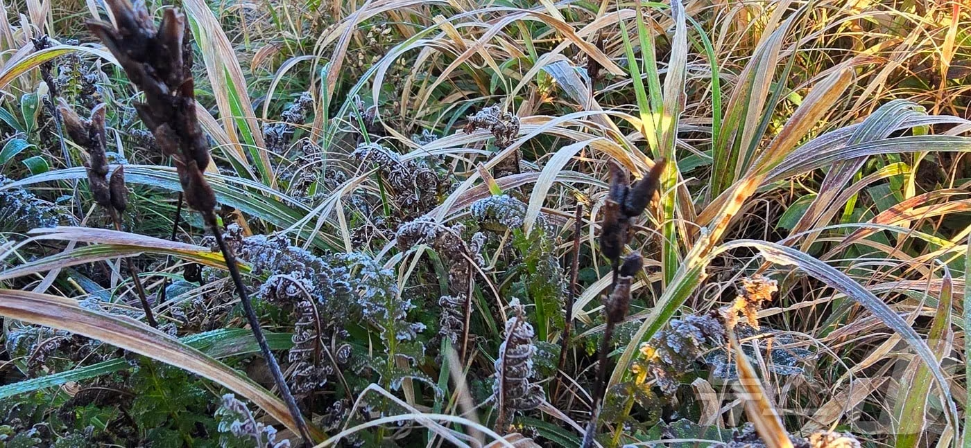 韓國 初雪 2025 韓國下雪冬天