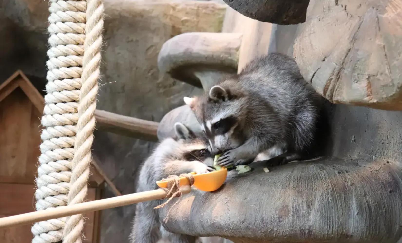 韓國室內動物園｜Zoolung Zoolung