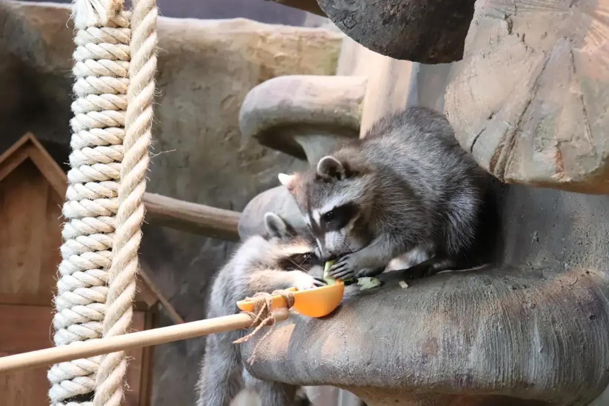 Zoolung Zoolung สวนสัตว์แนวหัวขาด | Yeongdeungpo