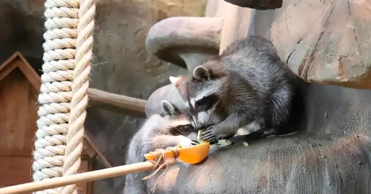 韩国动物园｜Zoolung Zoolung(首尔/庆州)