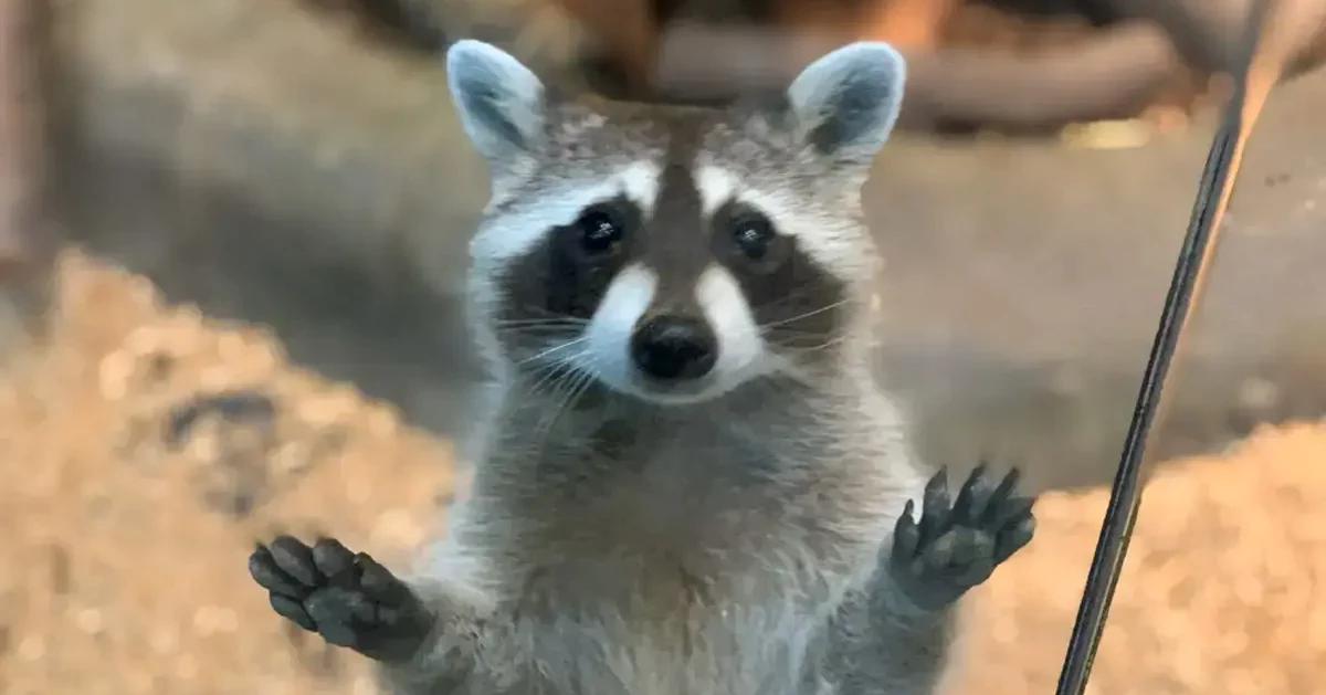 韓国動物園│チュロンチュロン(zoolung zoolung)