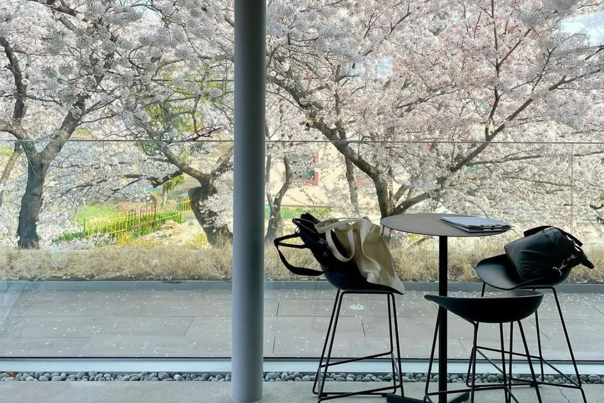 Charming outdoor seating area at a Korean café, surrounded by white cherry blossoms visible through the window.