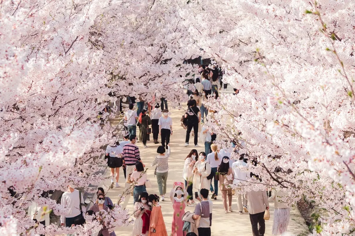Pathway under a tunnel of blossoming cherry trees, with people enjoying the beautiful springtime in Korea.