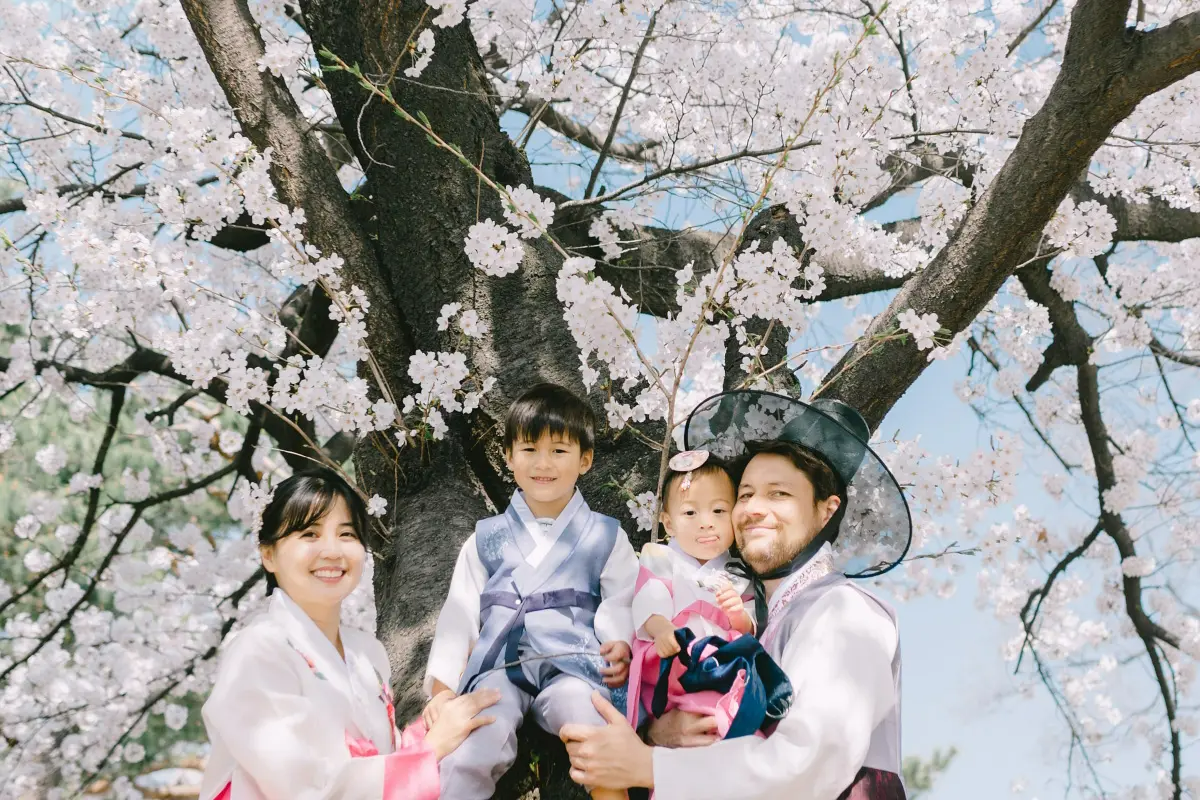 一家人穿著韓服在櫻花樹下合影