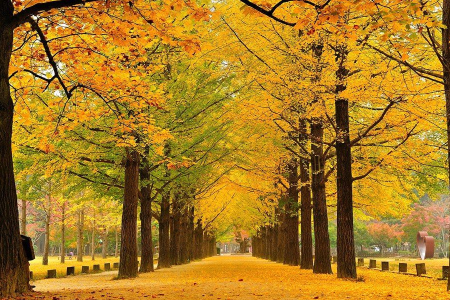 秋季的南怡岛，树木覆盖着金黄色的树叶，形成了一条美丽的林荫大道。