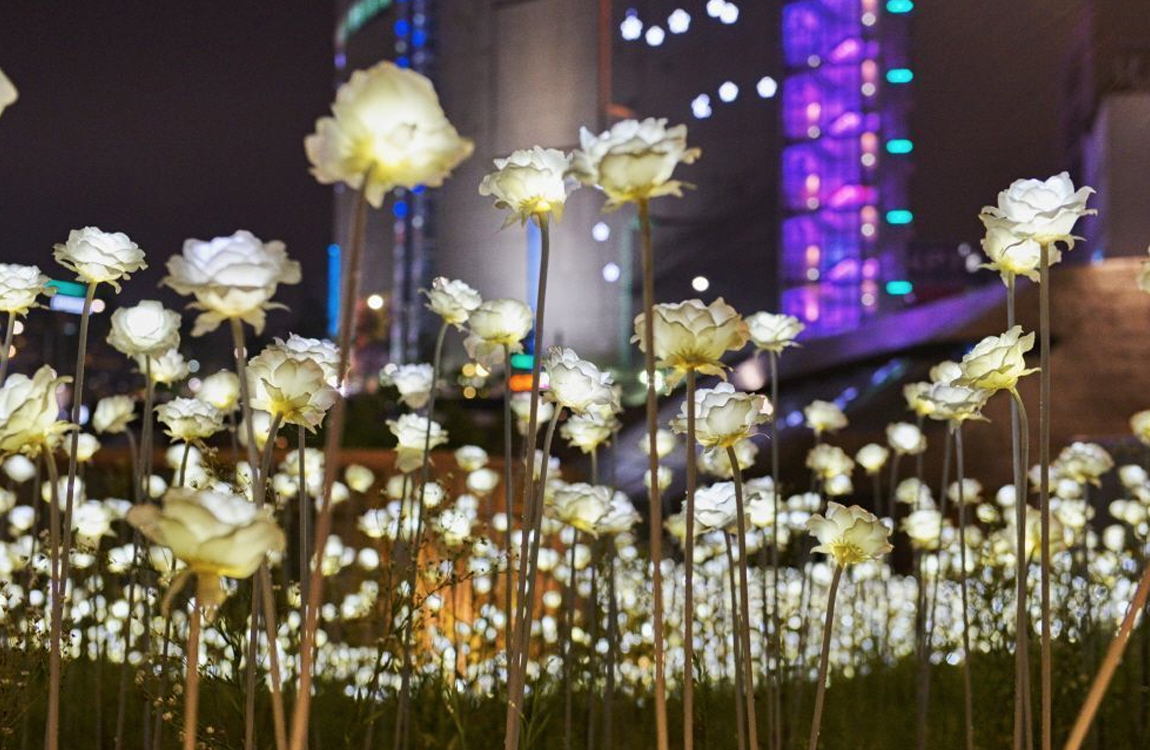 首爾東大門設計廣場的LED玫瑰花海，這是2019年之前相當受歡迎的浪漫景點，圖片展示數千朵LED白玫瑰在夜間閃爍，背景為東大門設計廣場的現代建築。