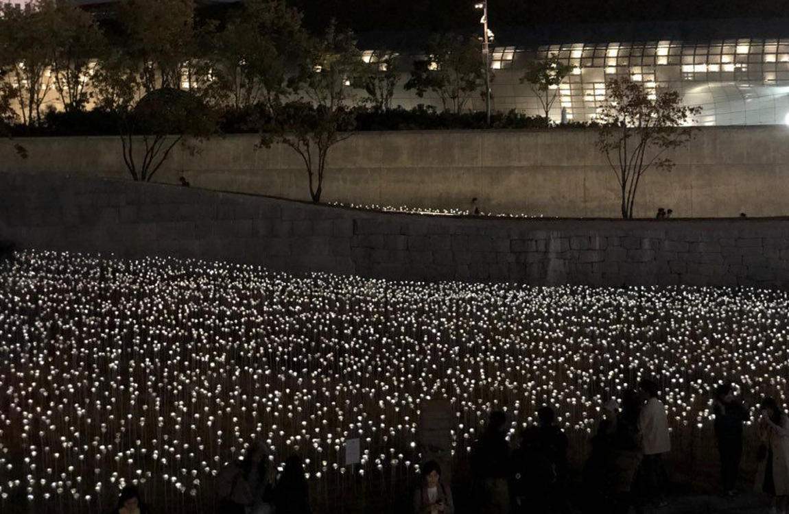 從上方俯瞰到東大門設計廣場的LED玫瑰花海全景，數千朵LED玫瑰排列整齊，在夜間閃爍，吸引著遊客前來打卡。