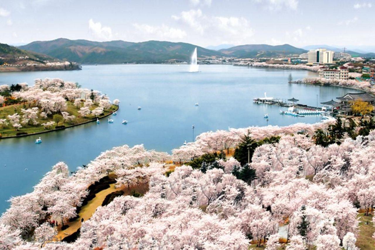 2025 Cherry Blossoms in Korea | Complete List