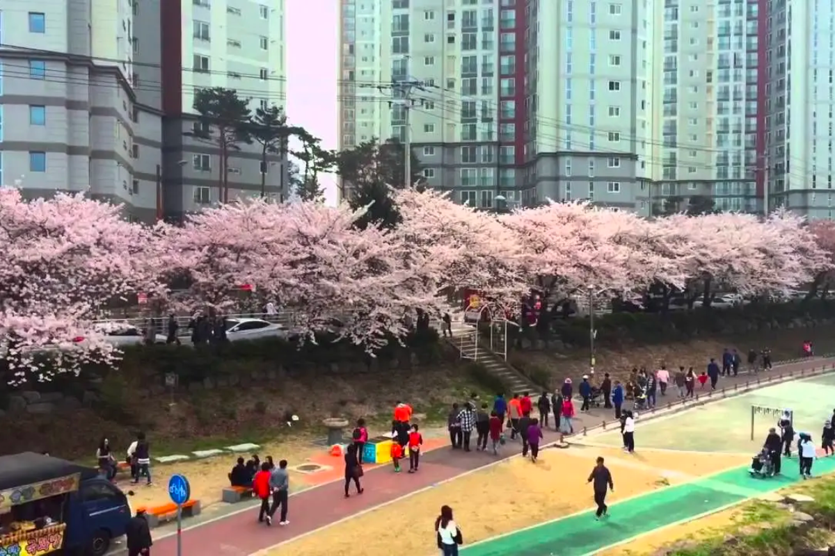 Scenic view of Oncheoncheon Park in Busan, loved for its walking paths under the canopy of cherry blossoms.