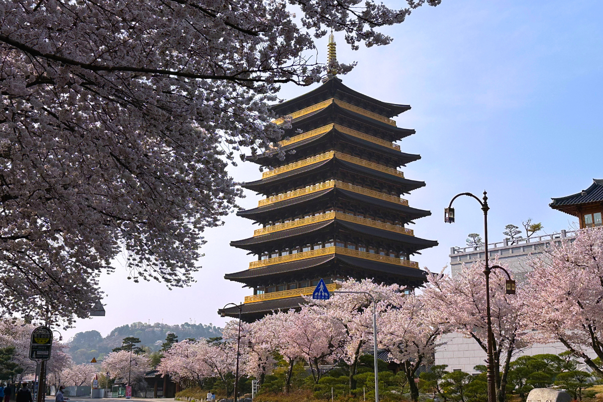 Hwangnyongwon in Gyeongju, an iconic tower encircled by cherry blossoms on a serene spring day.