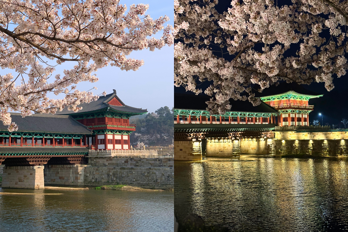 Woljeonggyo Bridge in Gyeongju, a historic bridge surrounded by cherry blossoms illuminating by day and night.