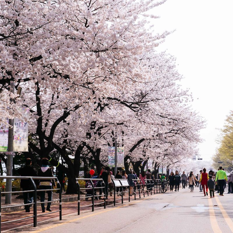 Creatrip 2022 Cherry Blossoms in Korea