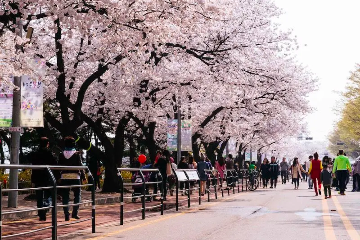 View of Yunjungro in Yeouido, Seoul surrounded by cherry blossom trees with people walking along the path.