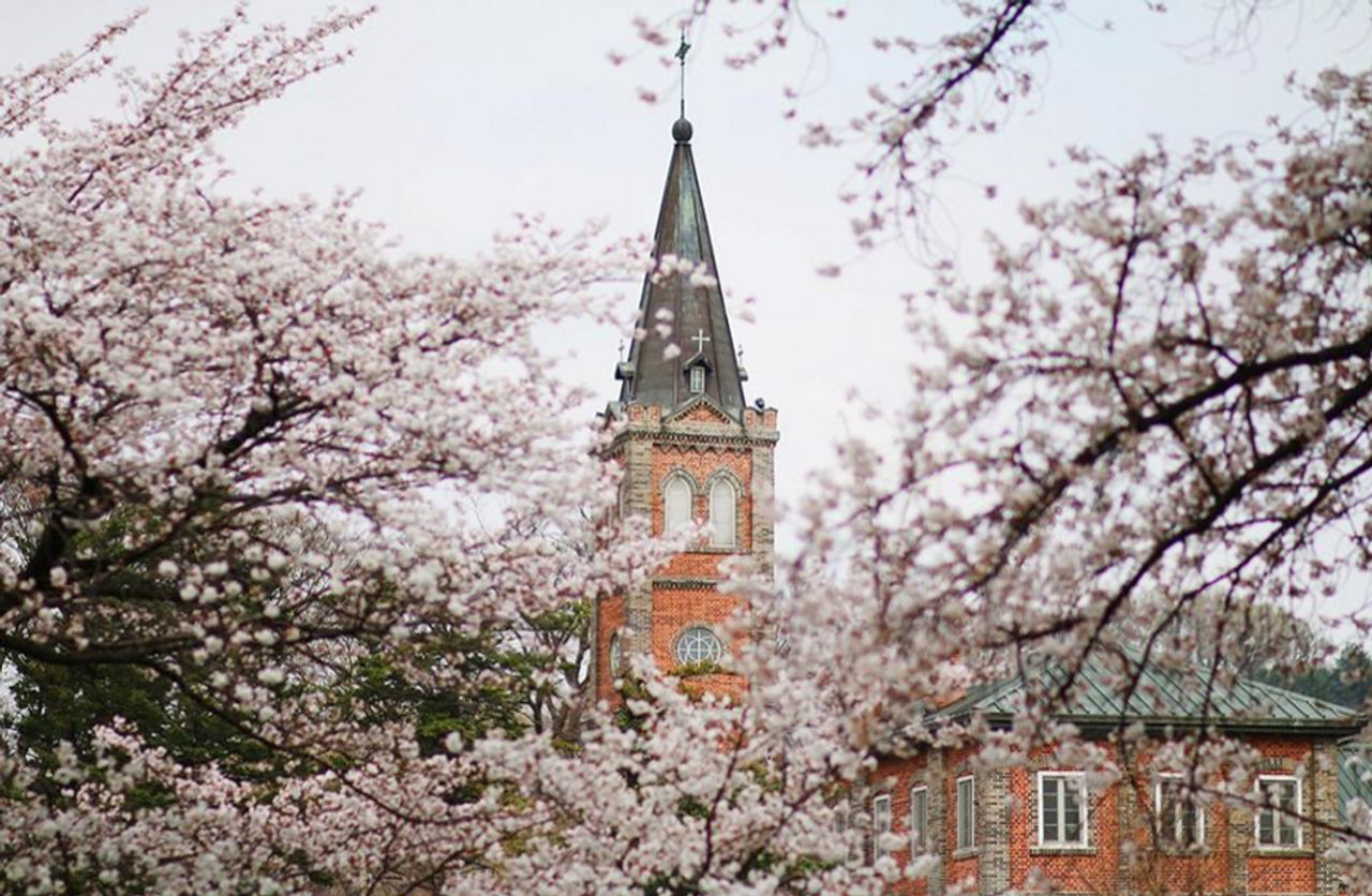 2025 Cherry Blossoms in Korea | Complete List