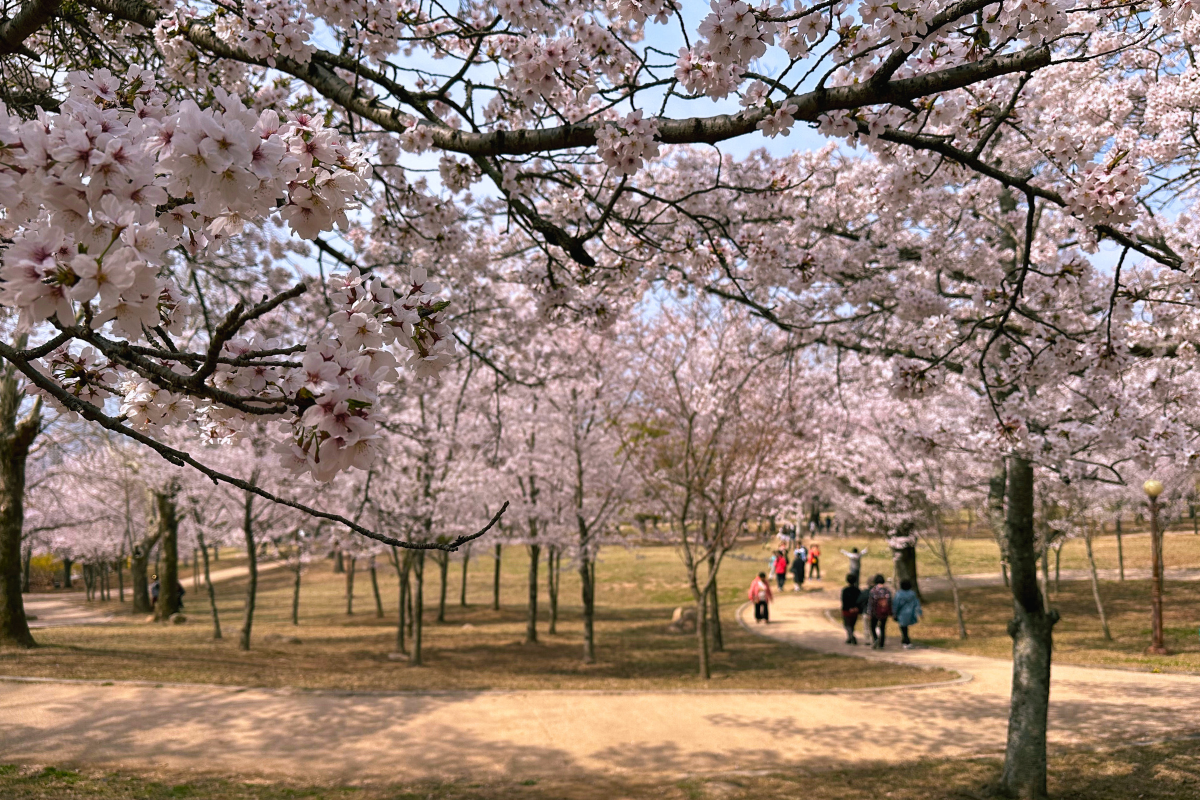 Bulguksa Temple in Gyeongju, set against a backdrop of spring cherry blossoms.
