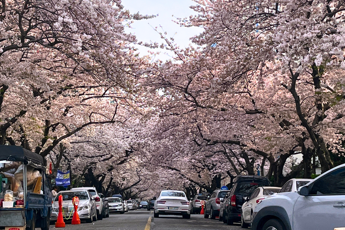Samik Beach Town Apartment complex in Busan, with cherry blossom tunnels leading towards Gwangalli Beach.
