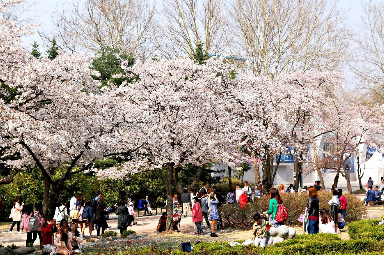 2025 Cherry Blossoms in Korea | Complete List