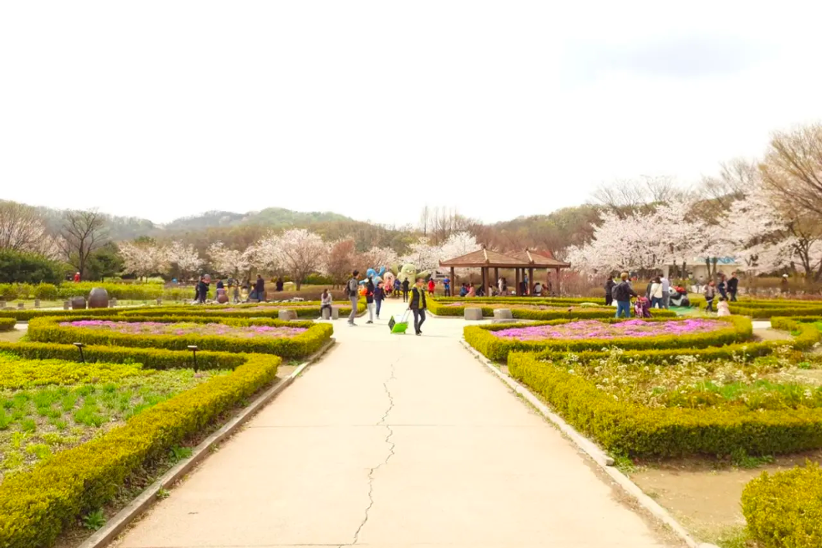 Incheon Grand Park, featuring beautifully arranged gardens surrounded by blooming cherry blossom trees.