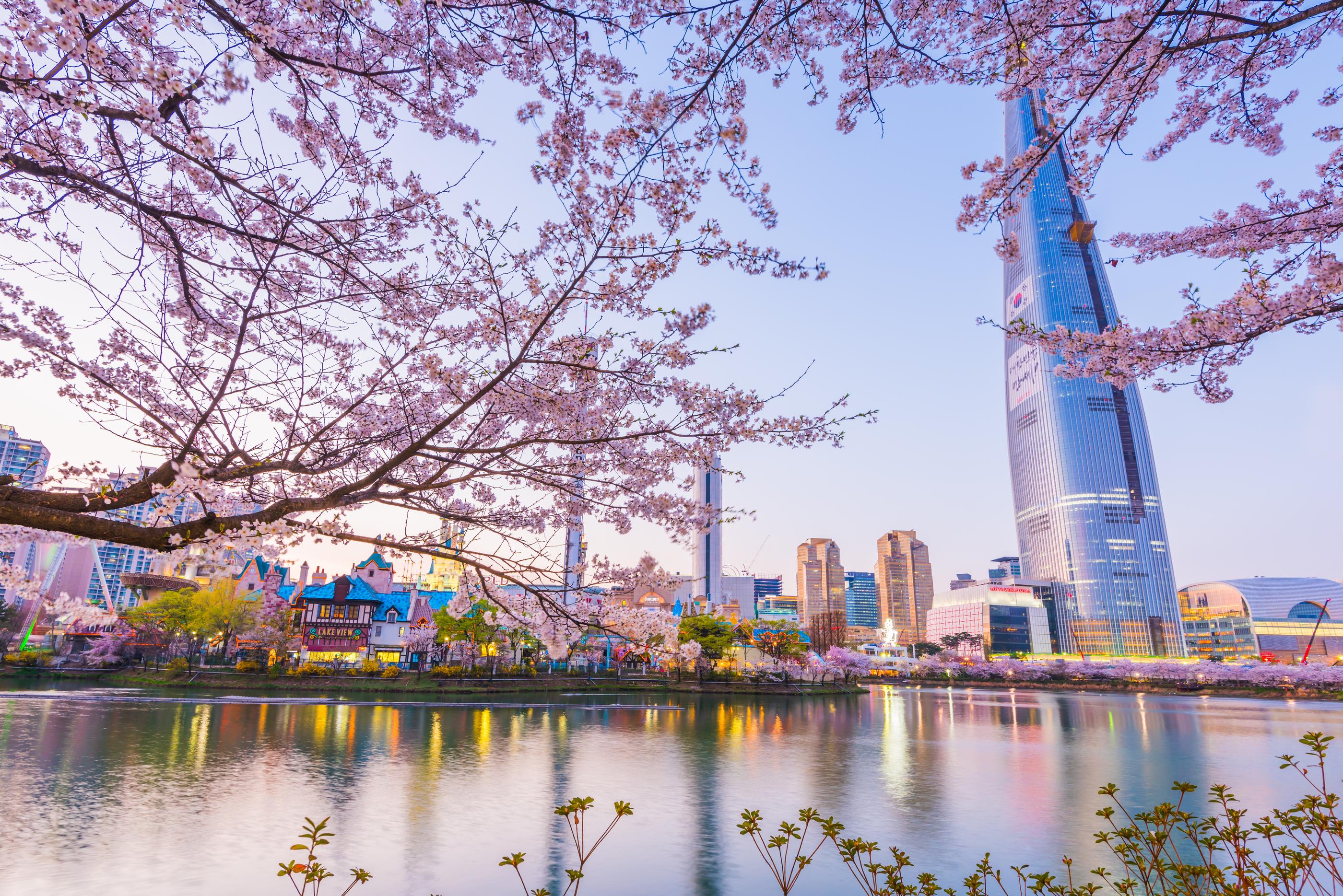 Dónde ver los cerezos en flor en Corea del Sur 2025