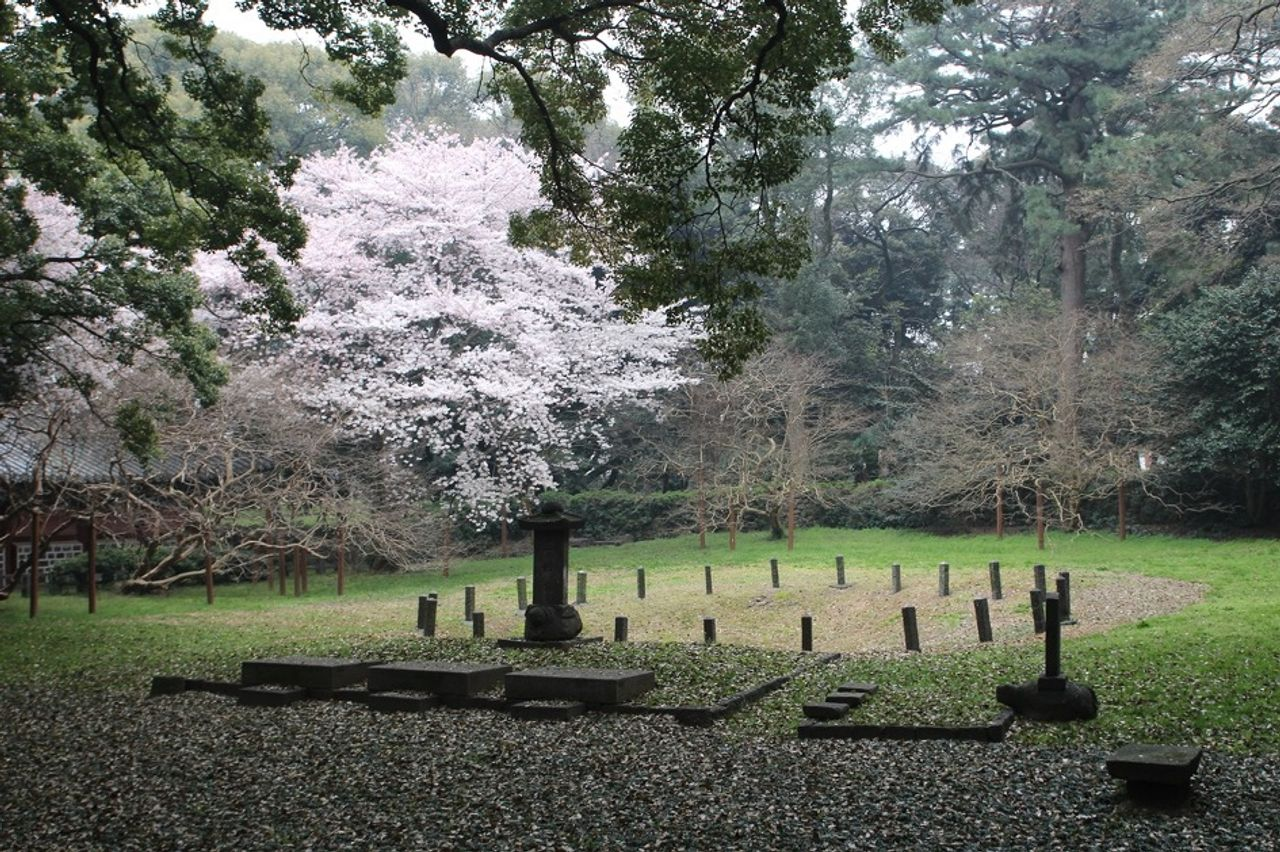 2025 Cherry Blossoms in Korea | Complete List