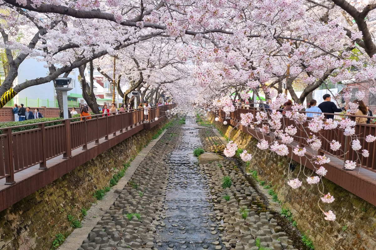 Jinhae Gunhangje Festival, Korea's biggest cherry blossom festival that lines both sides of a stream with cherry blossoms.