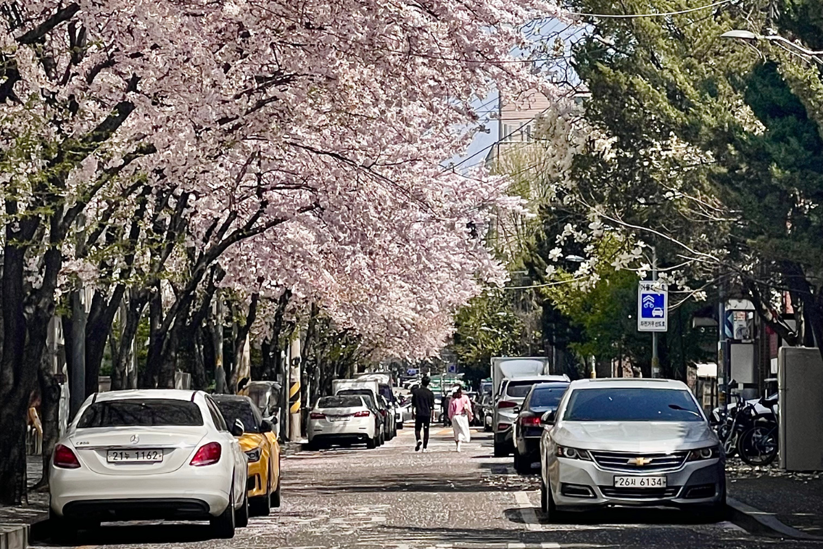 A scenic shot of Danginri Cherry Blossom Street in Seoul, South Korea, with rows of cherry blossom trees lining a quiet street.