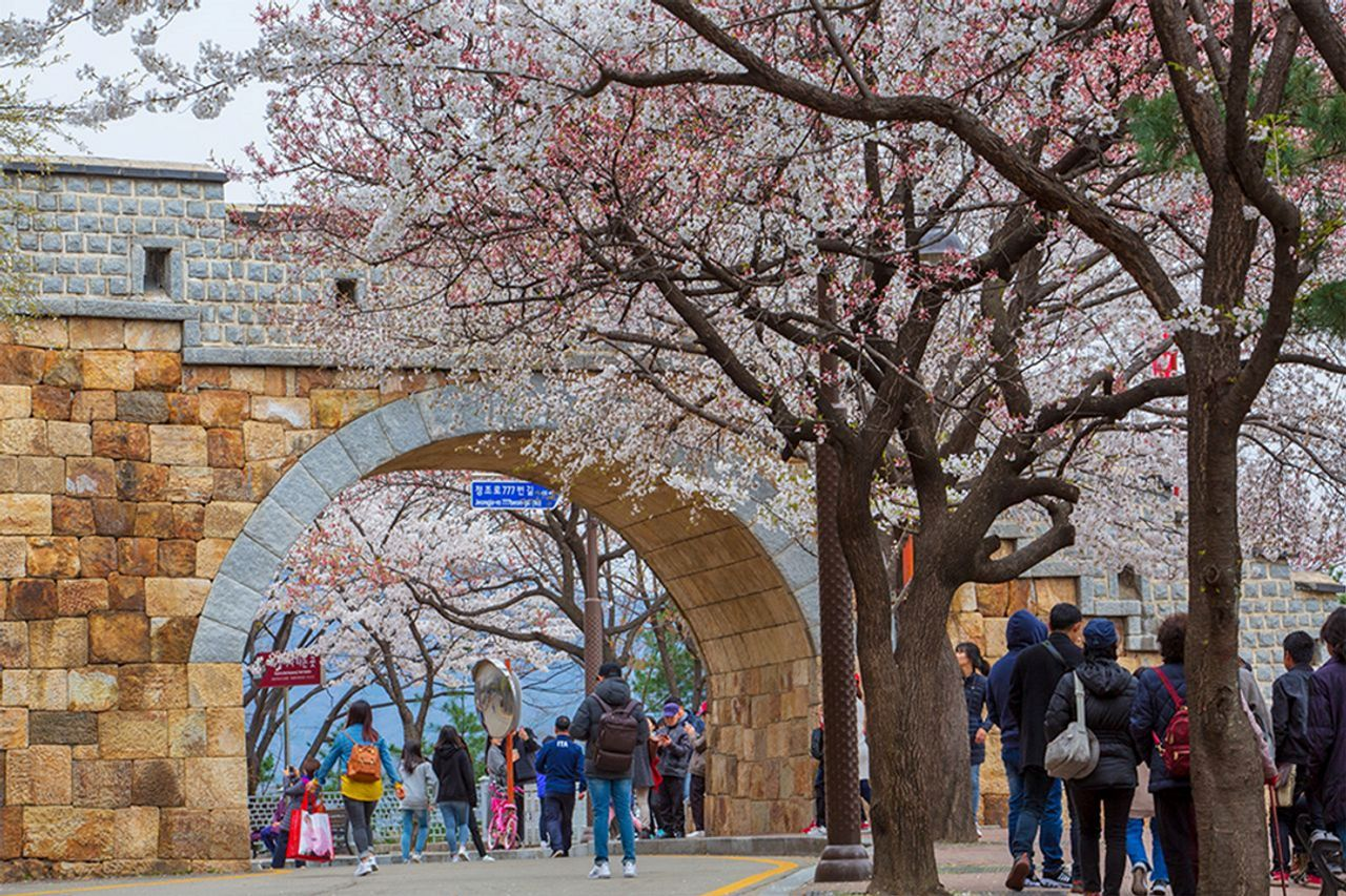 2025 Cherry Blossoms in Korea | Complete List