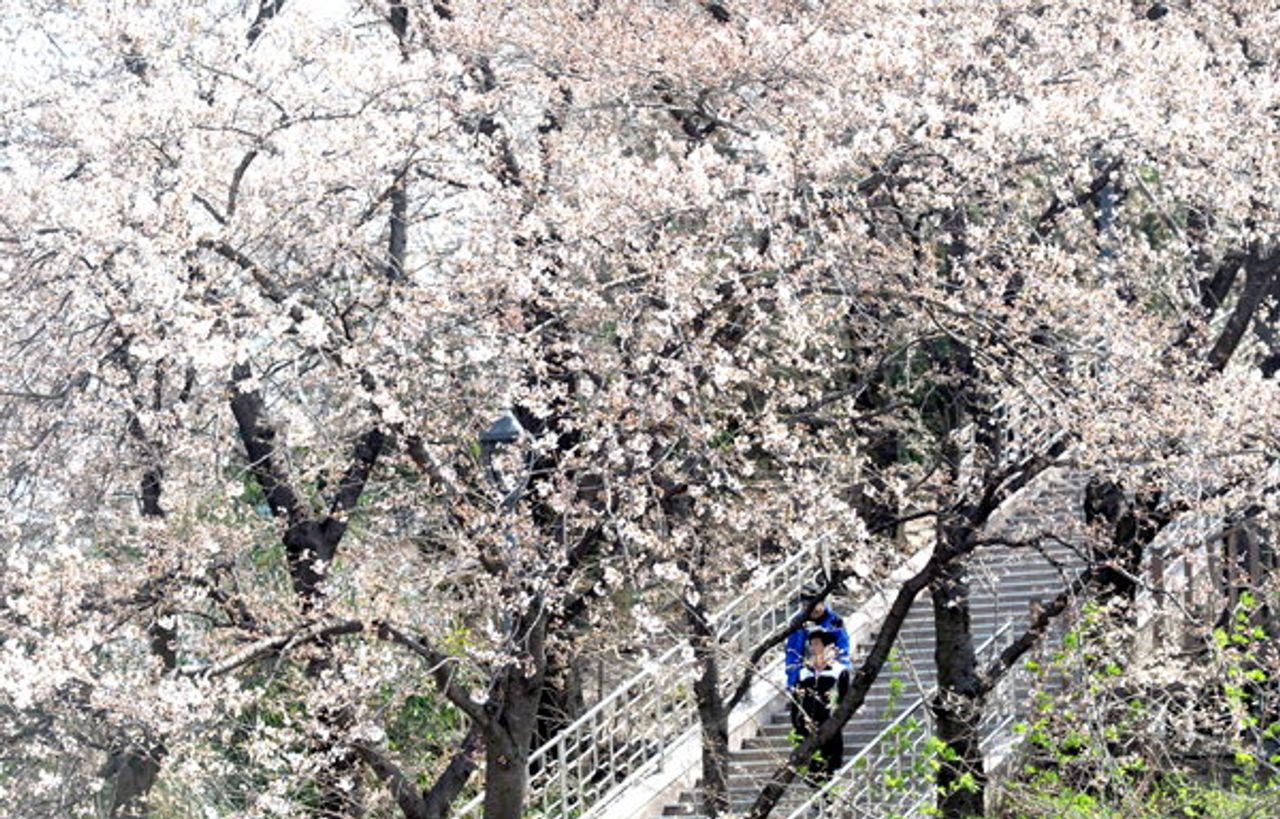 2025 Cherry Blossoms in Korea | Complete List