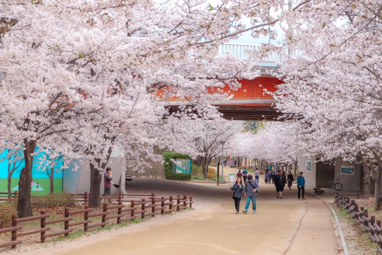 2025 Cherry Blossoms in Korea | Complete List