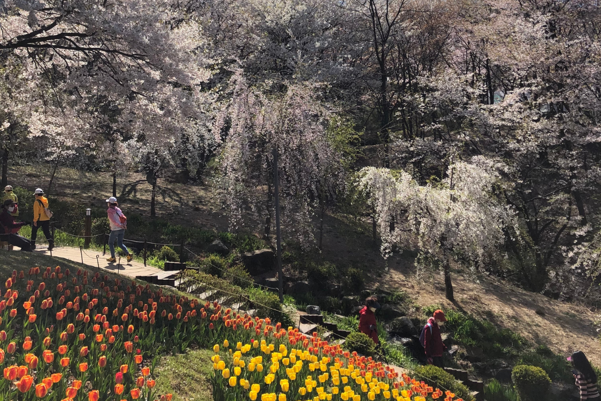 Cherry blossoms in full bloom at Ansan Cherry Blossom Street, Seoul, during the spring season.