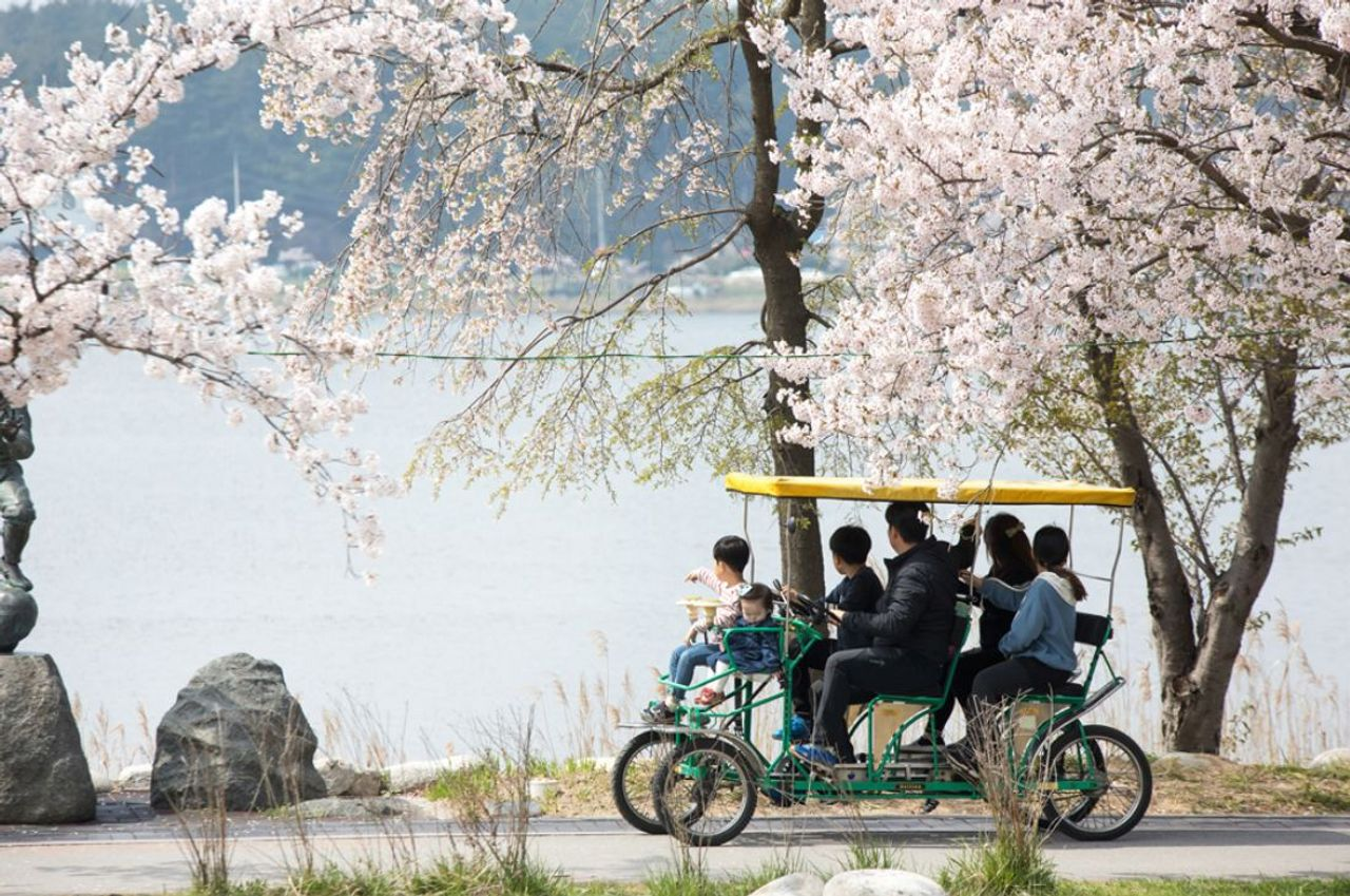 2025 Cherry Blossoms in Korea | Complete List