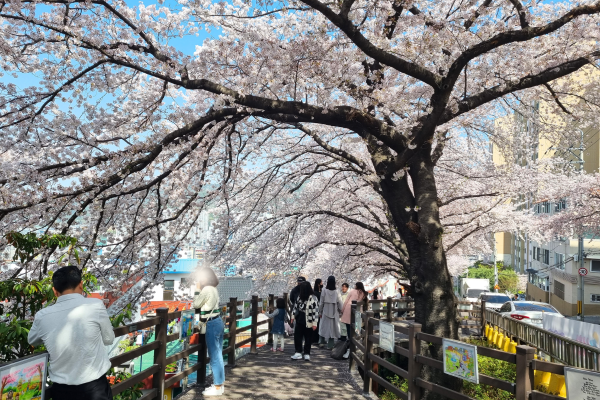 Gaegeum Cherry Blossom Culture Street in Busan, a serene neighborhood street with cherry blossoms in full bloom.