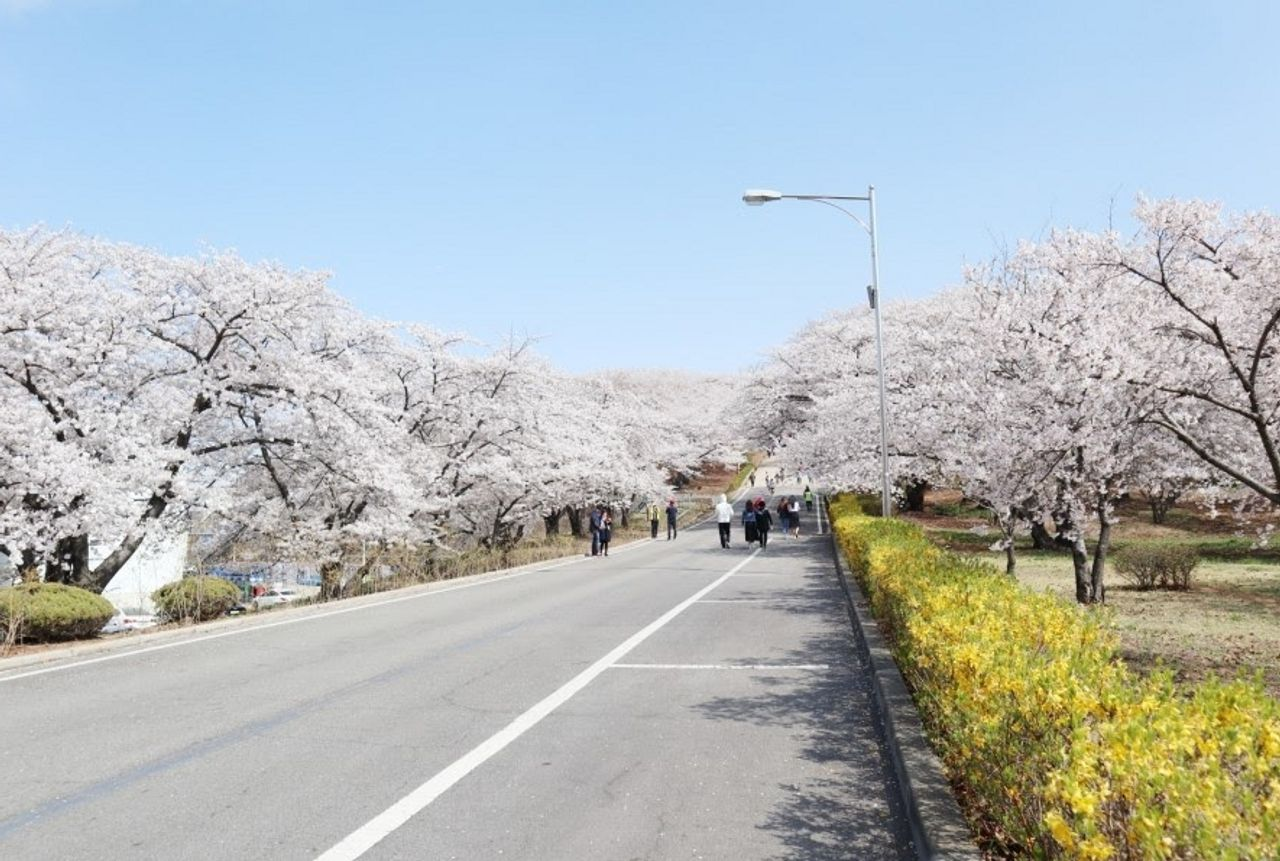 2025 Cherry Blossoms in Korea | Complete List